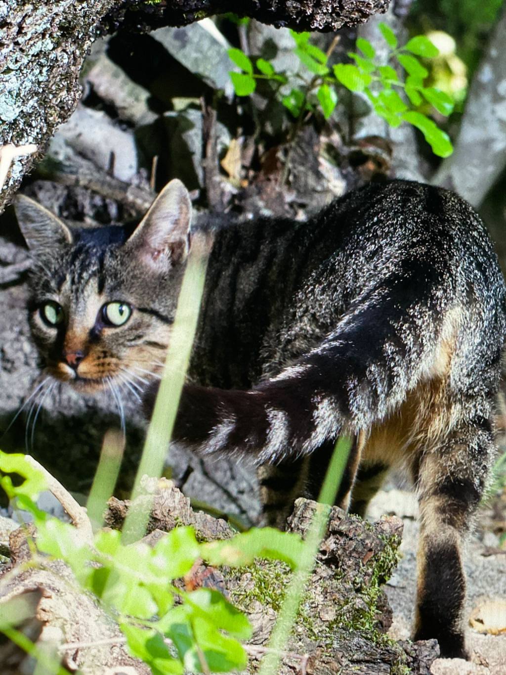 Gatto selvatico o domestico? Domestico